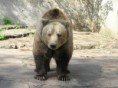 /album/zvieratka/images-13-jpg/
